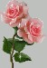 Růžová růže